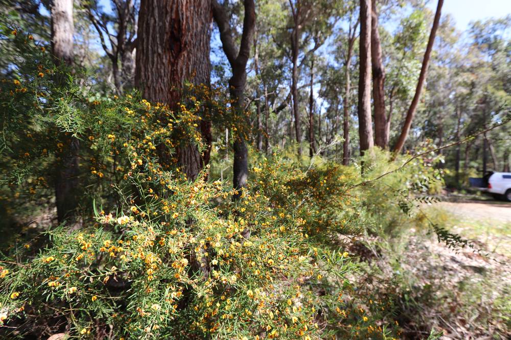 80 Sheoak Dr, DENMARK, WA 6333