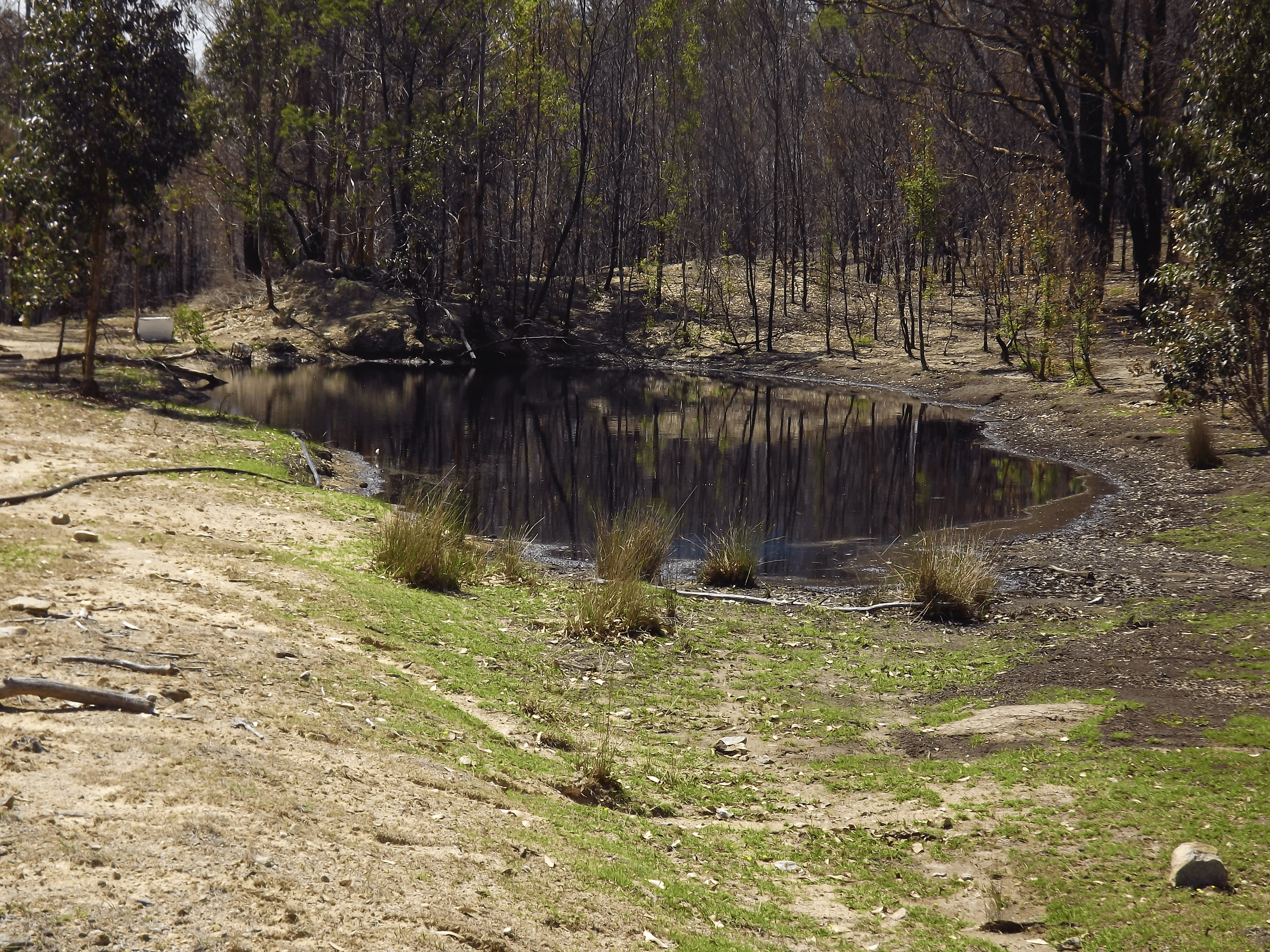 Silent Grove Road, TORRINGTON, NSW 2371