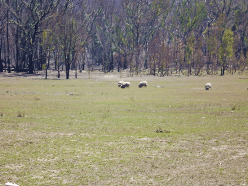 Silent Grove Road, TORRINGTON, NSW 2371