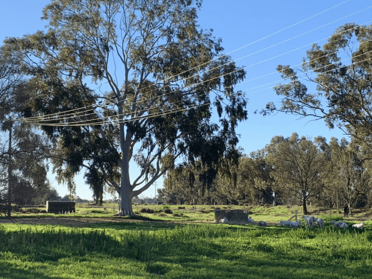 6176  Wakool Road, Wakool, NSW 2710