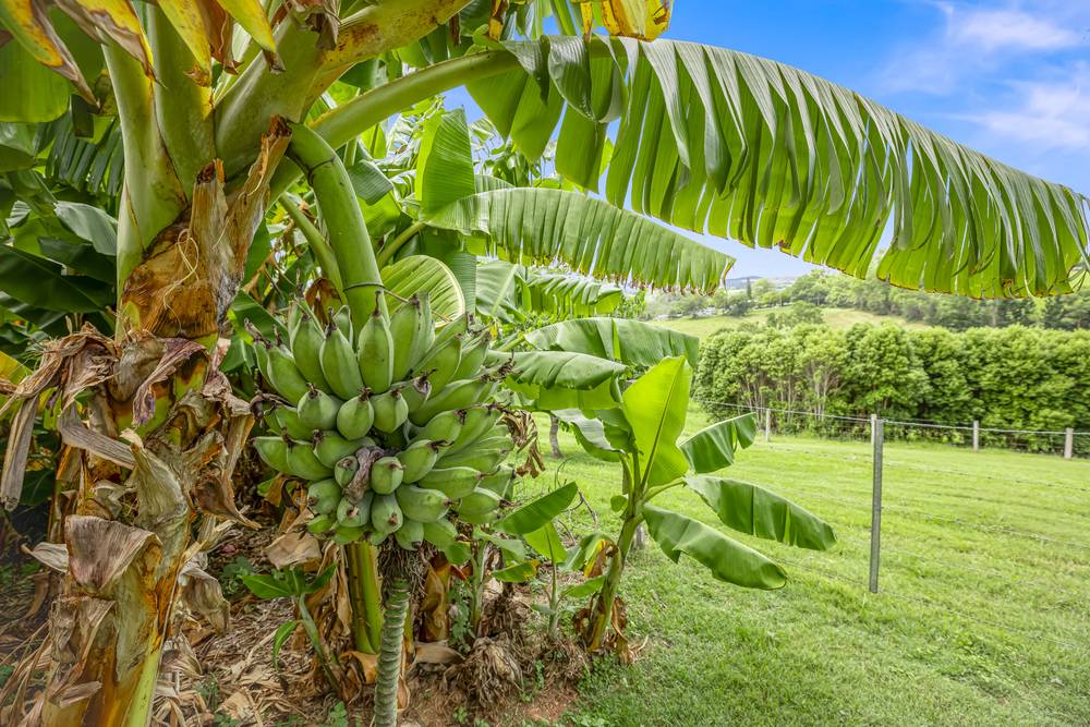 171 Wilton Road, GREENS CREEK, QLD 4570