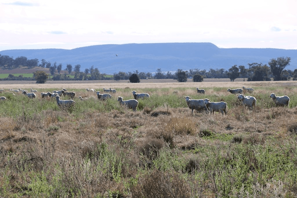 111 Thornfield Crossing Road, Maules Creek, NSW 2382