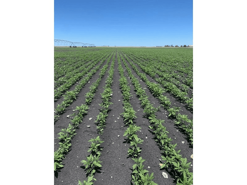 Corinella Group Portfolio, Victoria & South Australia, LAKE BOLAC, VIC 3351