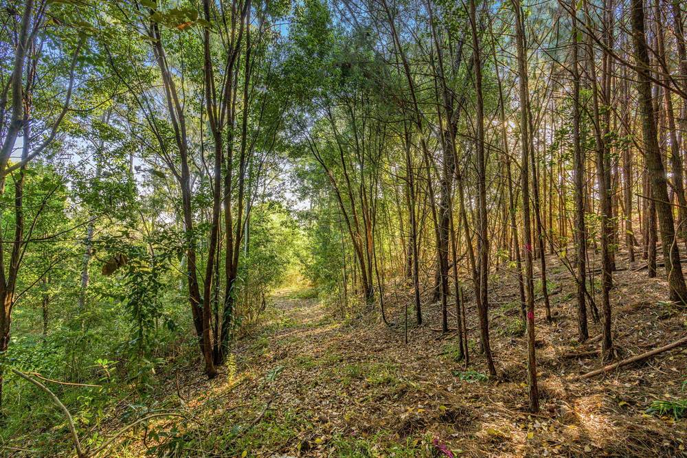 497 Coolamon Scenic Drive, Coorabell, NSW 2479