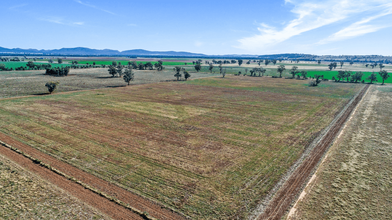 284 Settlement Bridge Road, Canowindra, NSW 2804