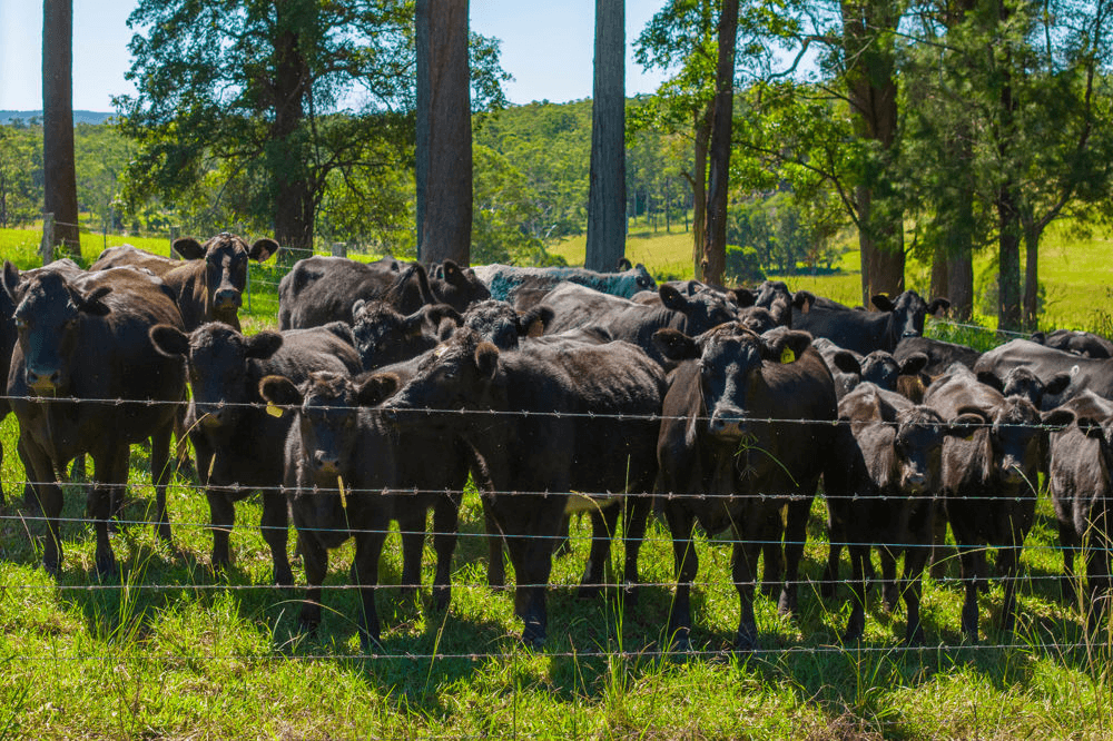 523 MORTONS CREEK ROAD, MORTONS CREEK, NSW 2446
