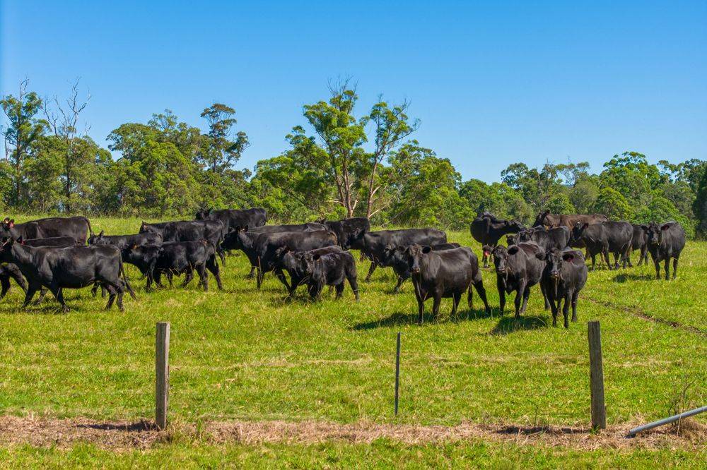523 MORTONS CREEK ROAD, MORTONS CREEK, NSW 2446