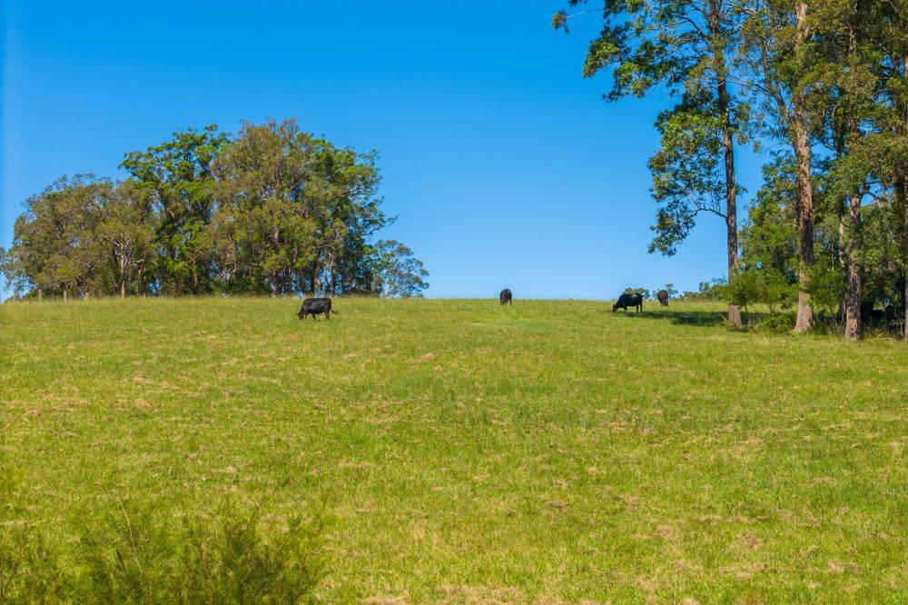 523 MORTONS CREEK ROAD, MORTONS CREEK, NSW 2446