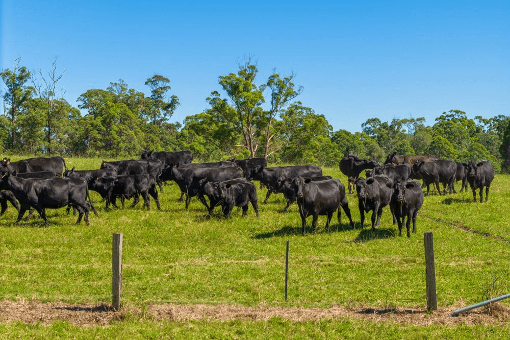 523 MORTONS CREEK ROAD, MORTONS CREEK, NSW 2446