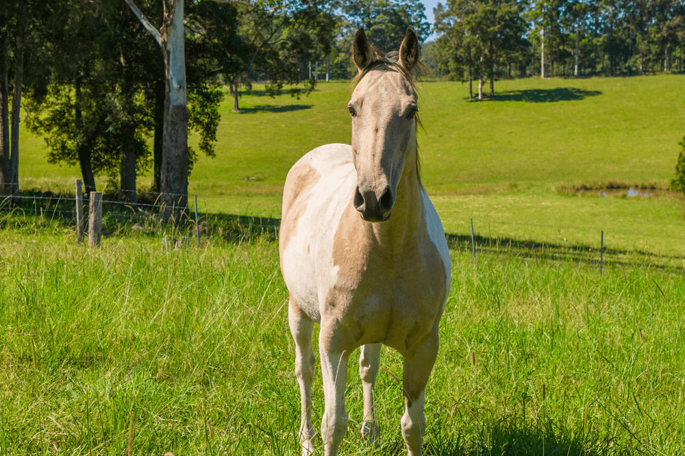 523 MORTONS CREEK ROAD, MORTONS CREEK, NSW 2446