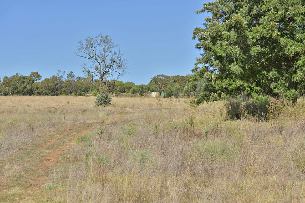 15948 OXLEY Highway, COONABARABRAN, NSW 2357