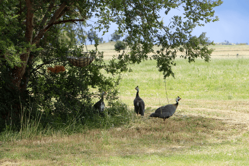 553 Michell Lane, MYALL CREEK, Inverell, NSW 2360