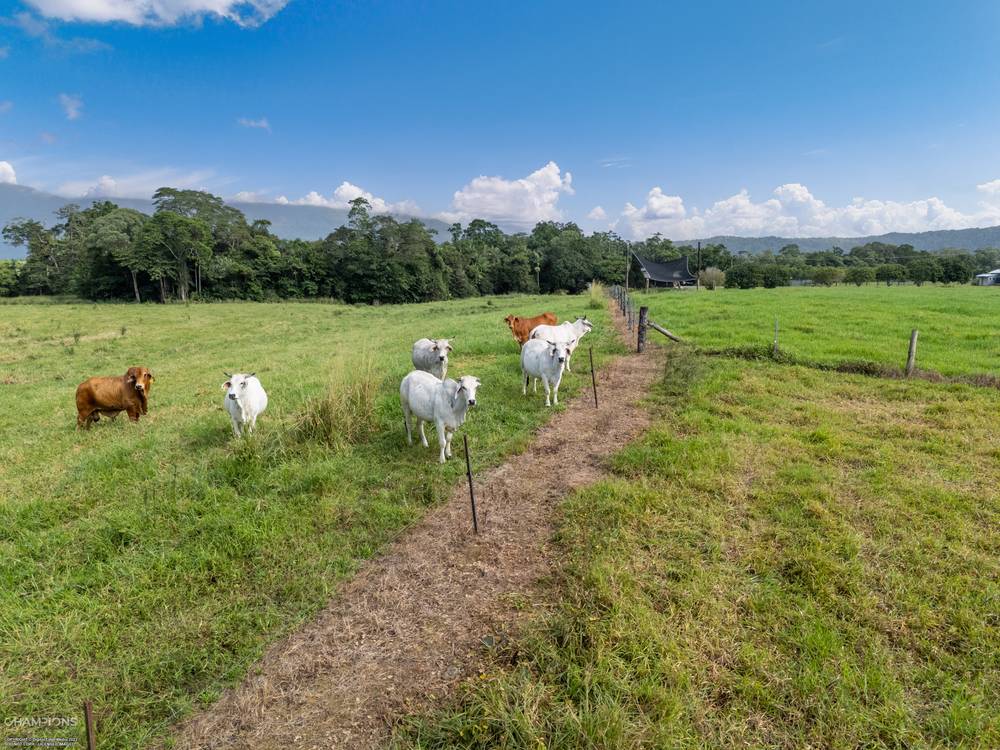 472 Miallo Bamboo Creek Road, BAMBOO, QLD 4873