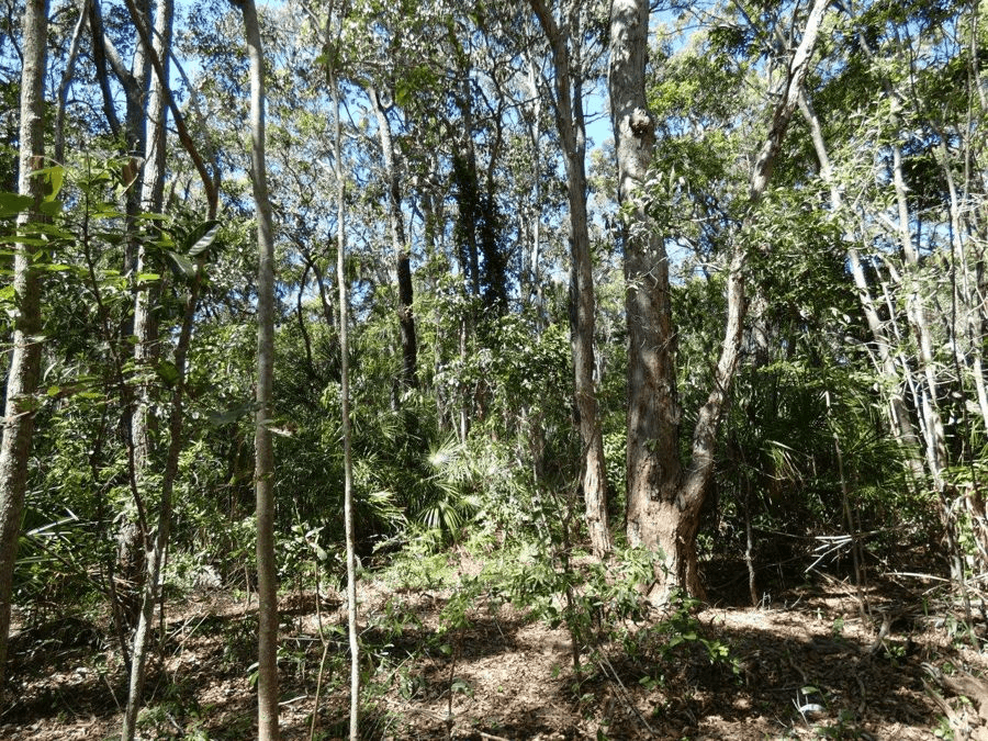 Lot 16  MacKellor Road, Lowmead, QLD 4676