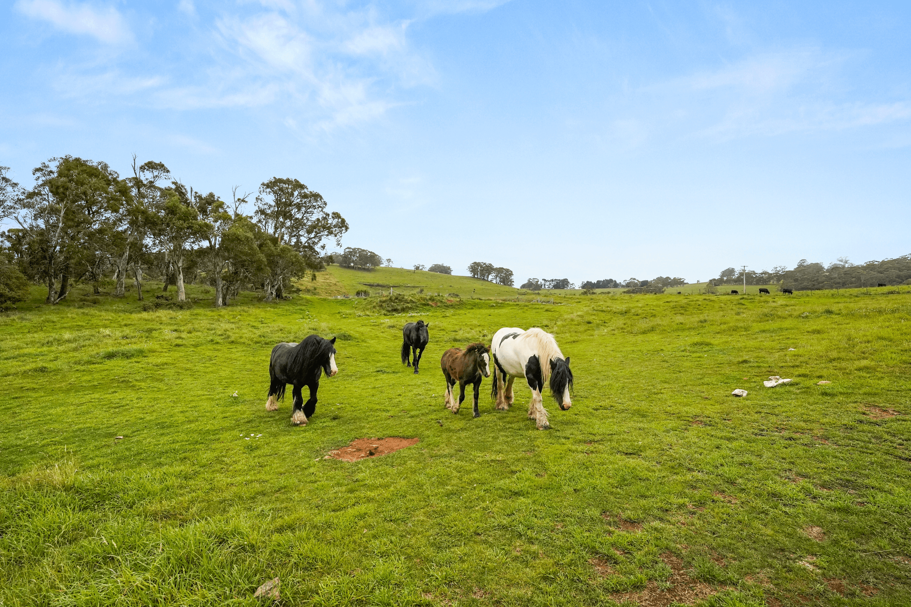 310 Springmount Road Chatham Valley, OBERON, New South Wales 2787