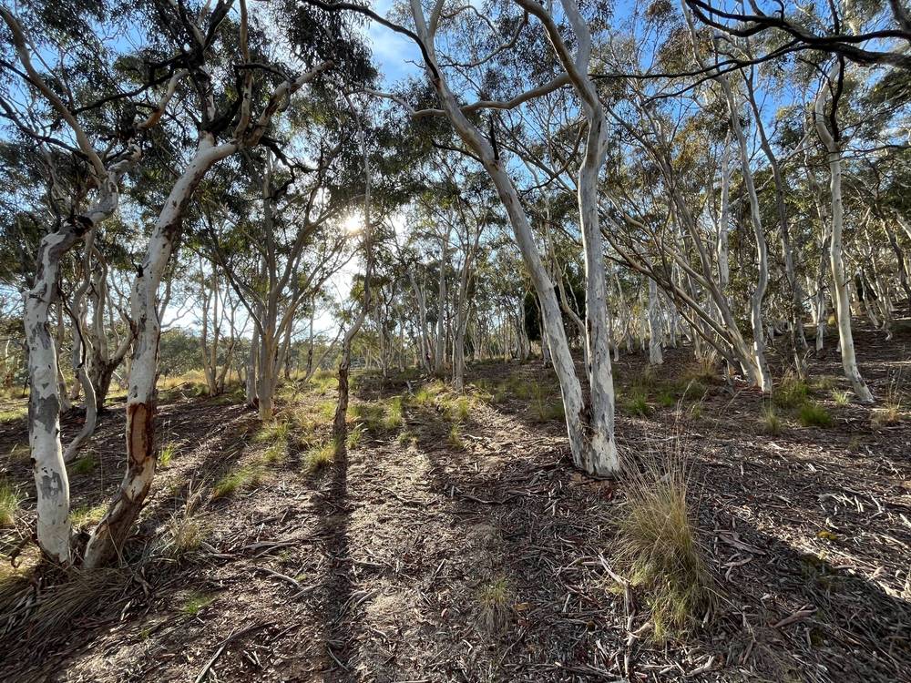 34 Clare Valley Place, Wamboin, NSW 2620