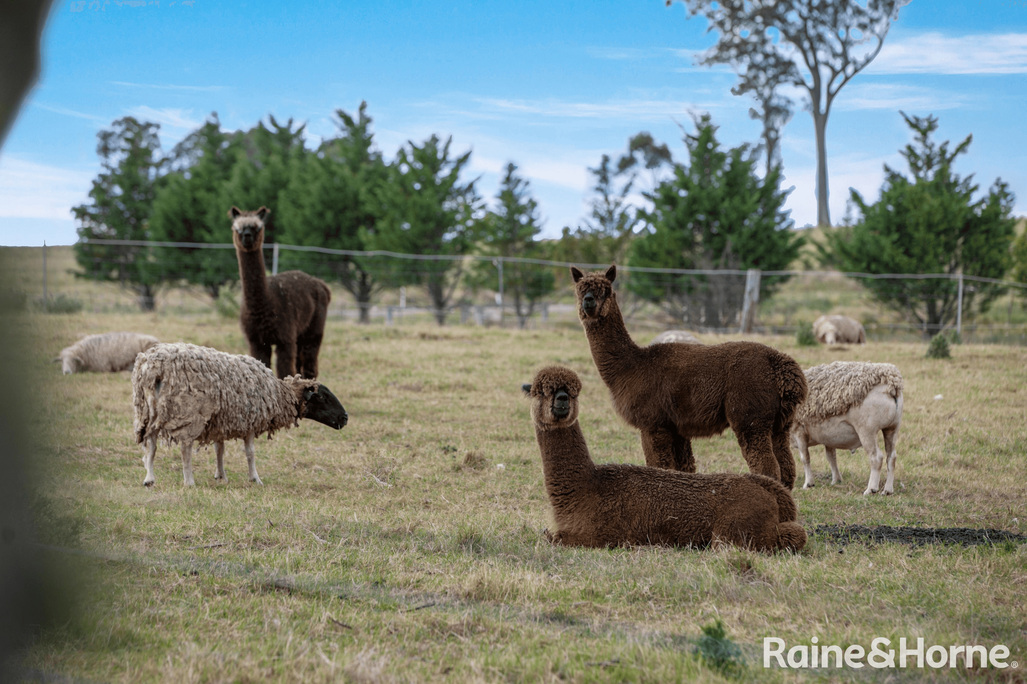 1469 Caoura Road, TALLONG, NSW 2579