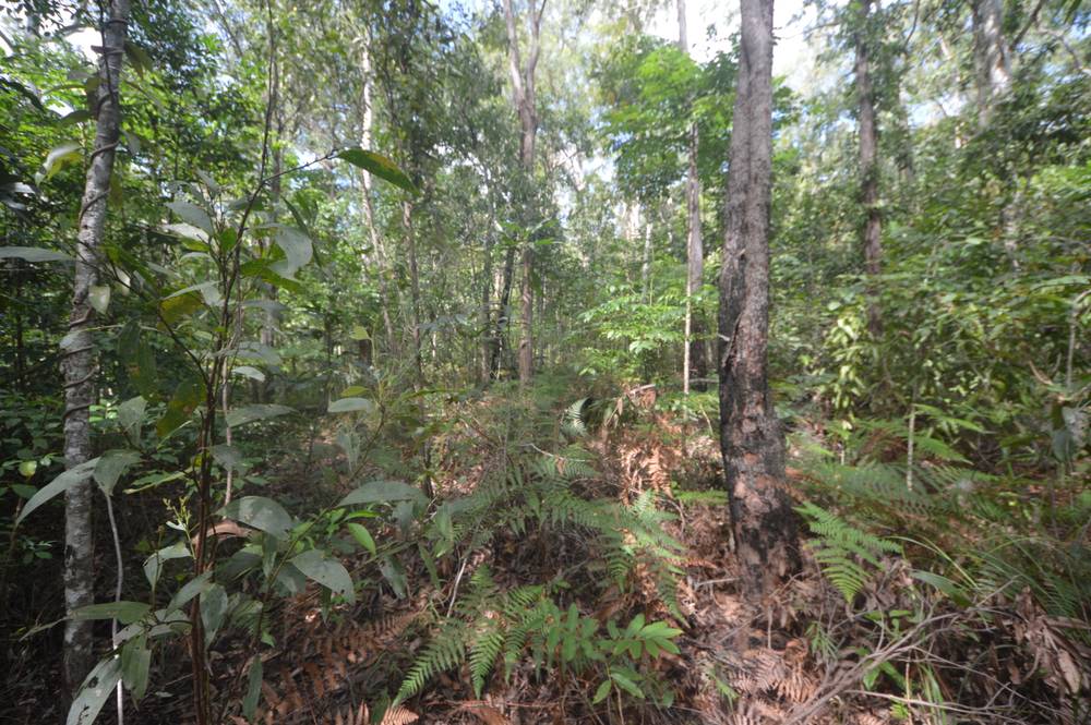 71 OLD CARDWELL RD, BILYANA, QLD 4854