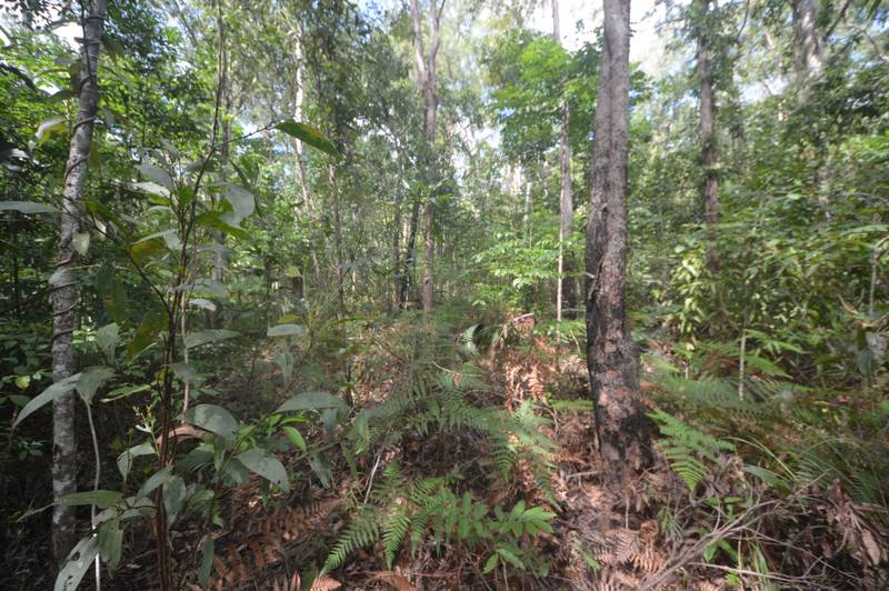 71 OLD CARDWELL RD, BILYANA, QLD 4854