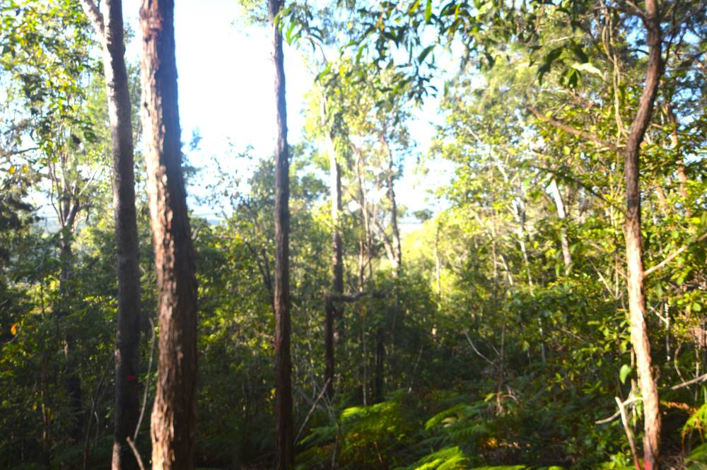 71 OLD CARDWELL RD, BILYANA, QLD 4854