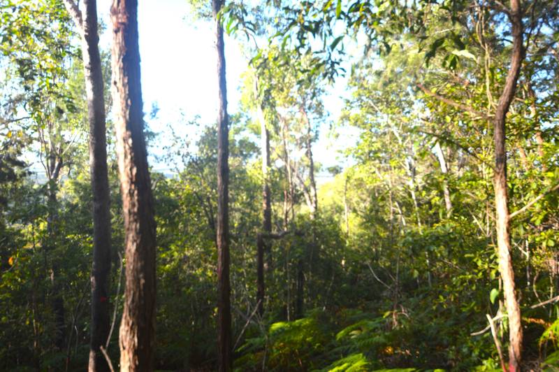 71 OLD CARDWELL RD, BILYANA, QLD 4854