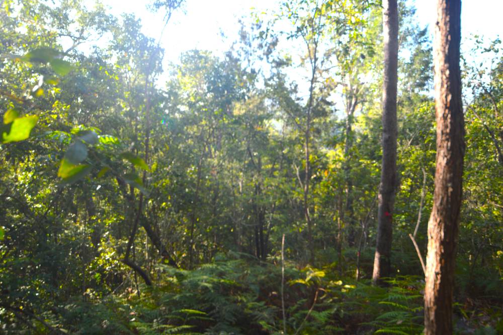 71 OLD CARDWELL RD, BILYANA, QLD 4854