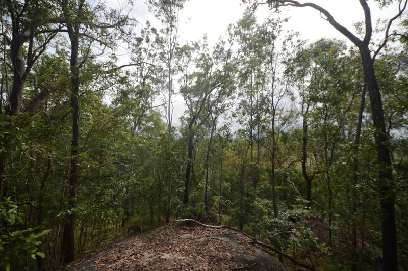 71 OLD CARDWELL RD, BILYANA, QLD 4854