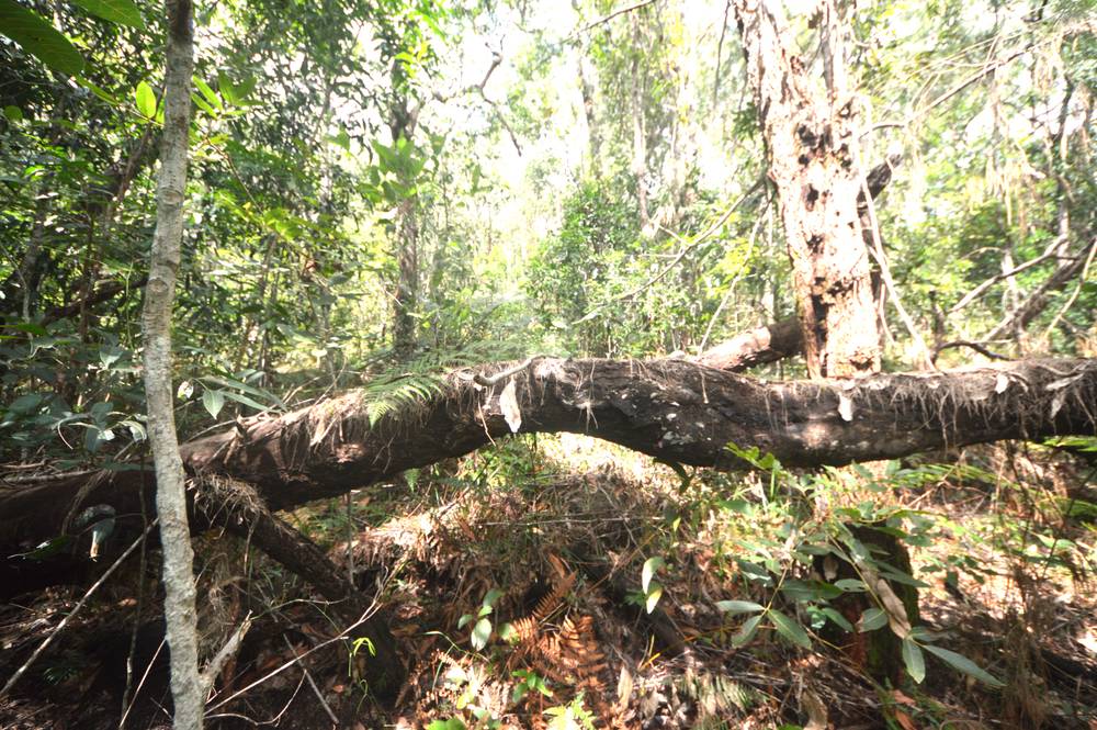 71 OLD CARDWELL RD, BILYANA, QLD 4854