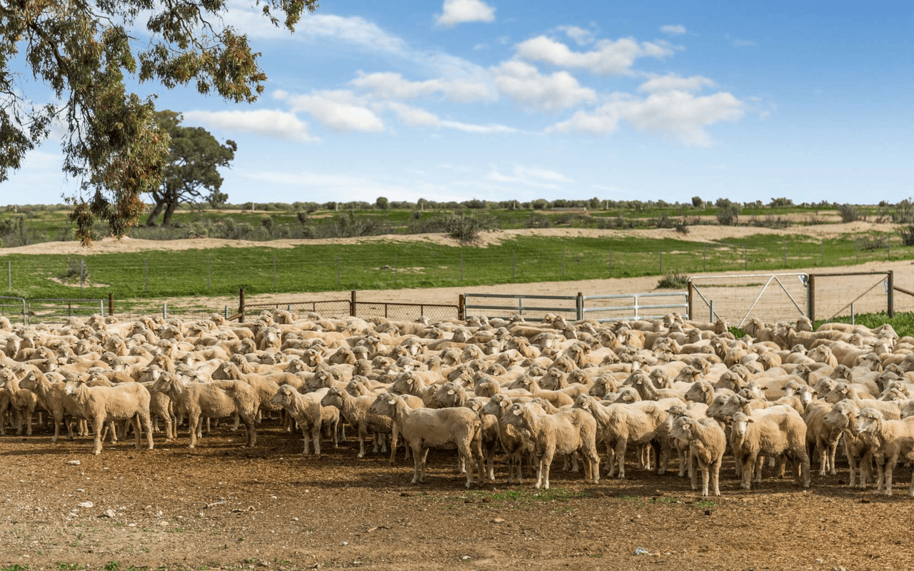 1536  Glen Emu Road, BALRANALD, NSW 2715