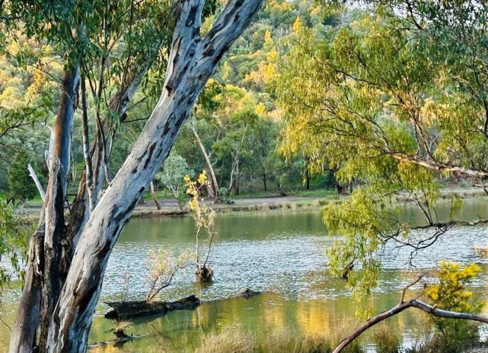 163 Larmer Street, Narrandera, NSW 2700