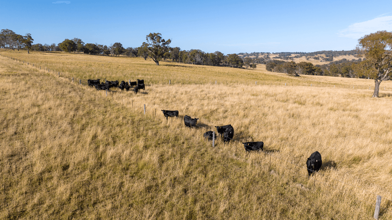 141 Brushy Creek Road, BRUSHY CREEK, NSW 2365