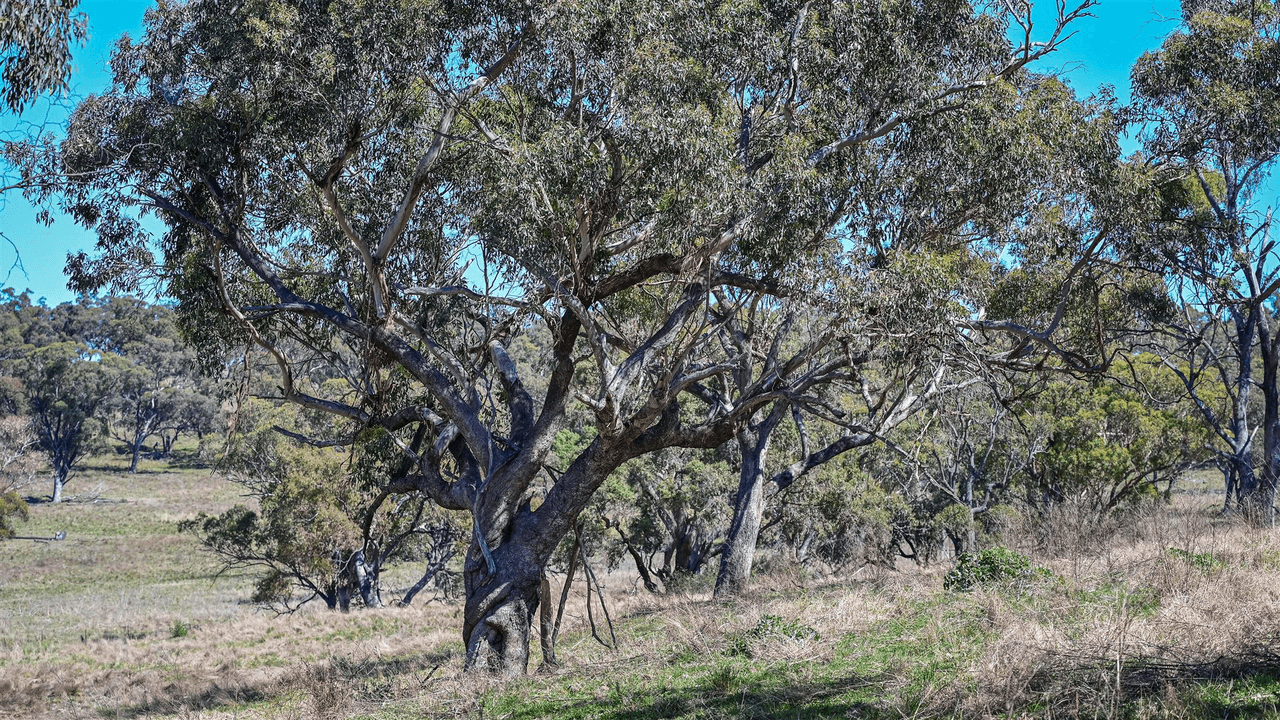 'South Hill' Racecourse Road, CASSILIS, NSW 2329