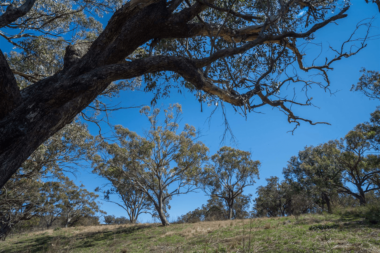 'South Hill' Racecourse Road, CASSILIS, NSW 2329