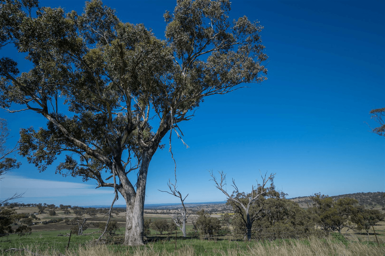 'South Hill' Racecourse Road, CASSILIS, NSW 2329