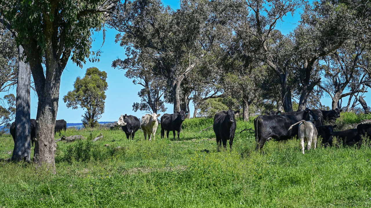 'South Hill' Racecourse Road, CASSILIS, NSW 2329