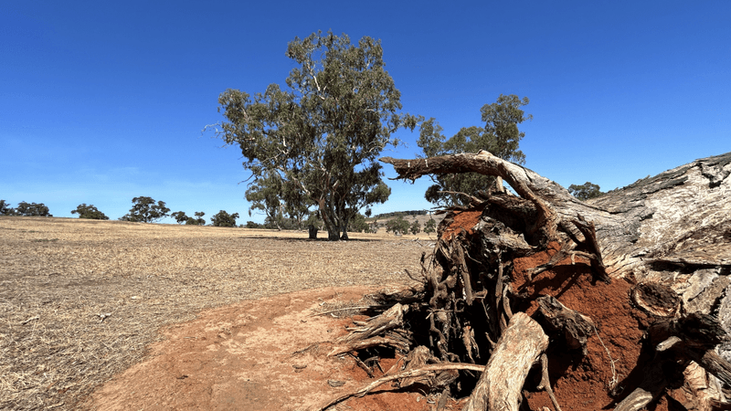 Sections 201 & 202 Johnson Rd, Naracoorte, SA 5271