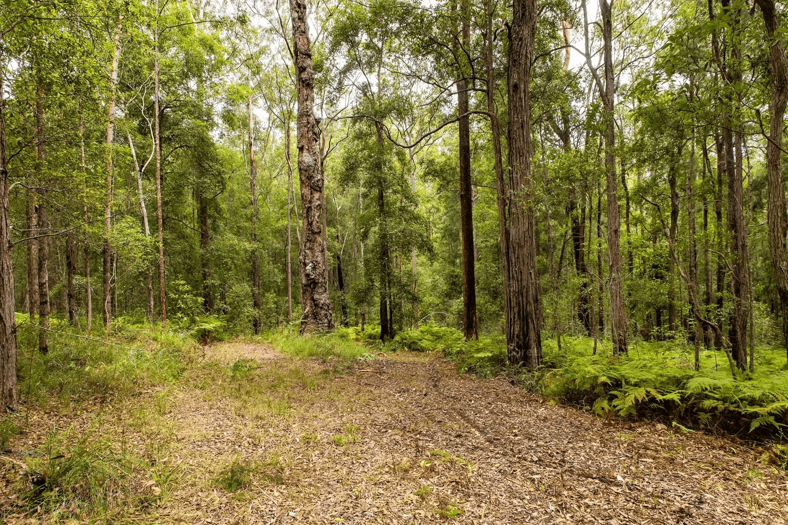 475 Verrierdale Rd, VERRIERDALE, QLD 4562