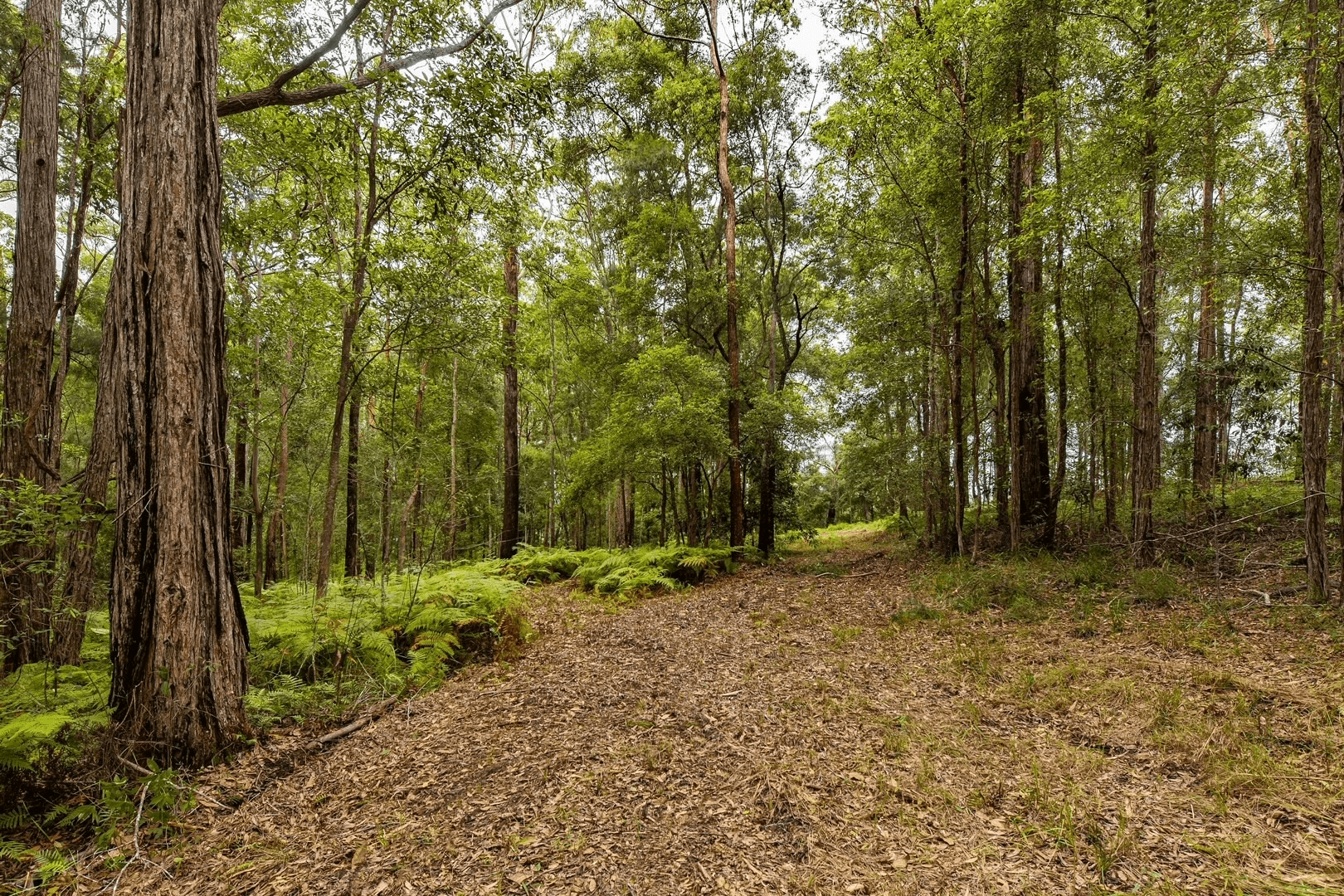 475 Verrierdale Rd, VERRIERDALE, QLD 4562