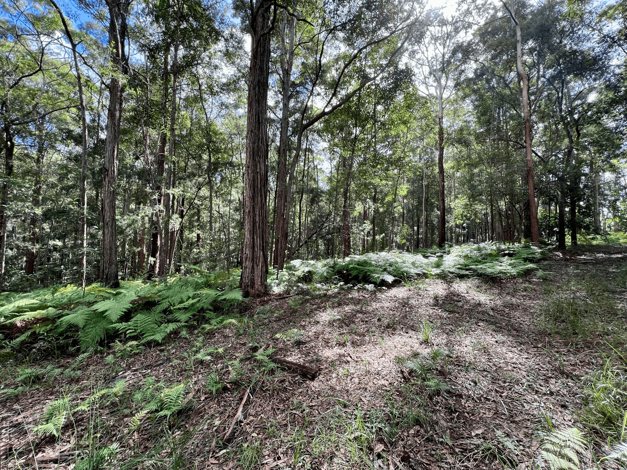 475 Verrierdale Rd, VERRIERDALE, QLD 4562