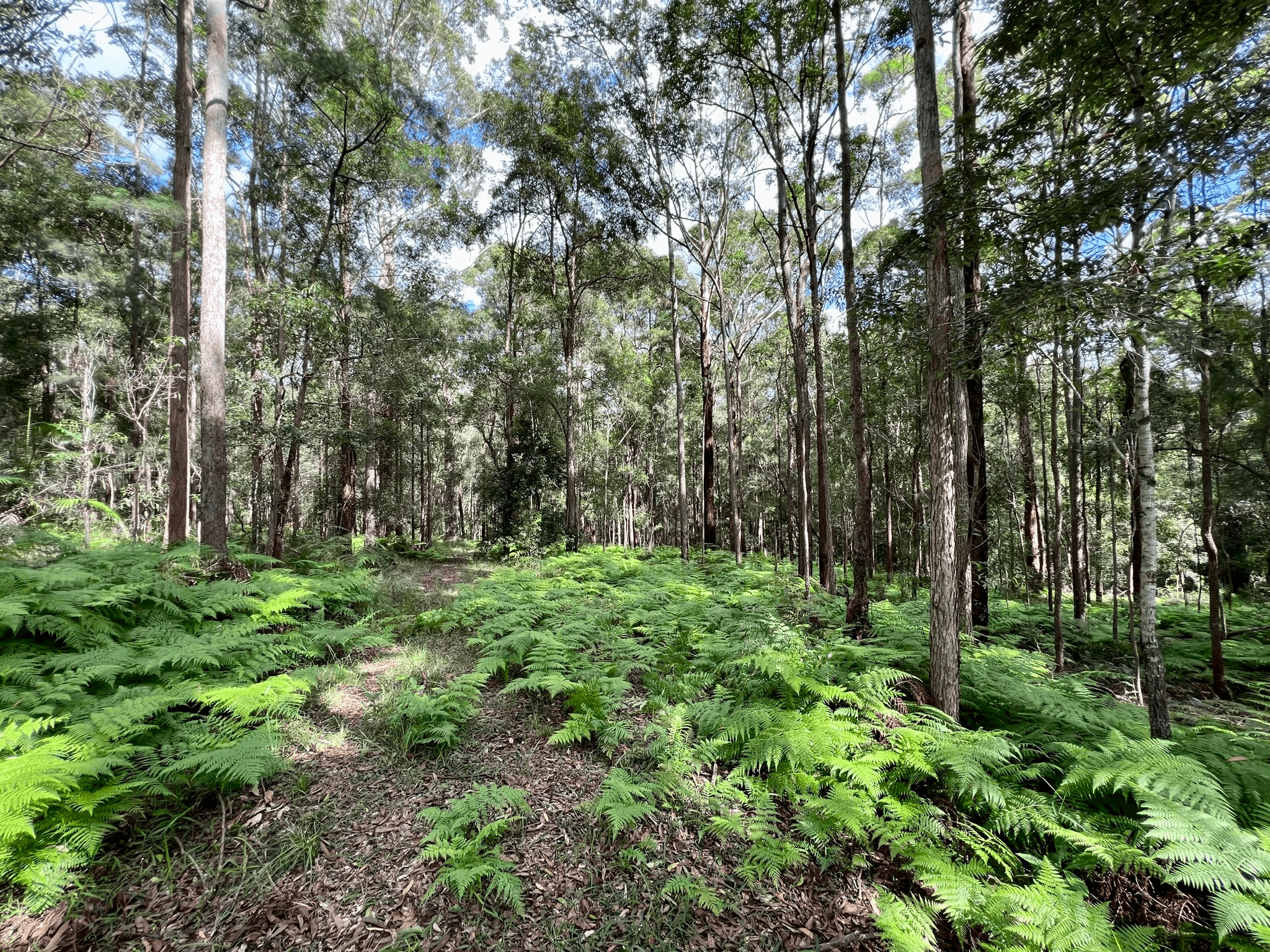 475 Verrierdale Rd, VERRIERDALE, QLD 4562