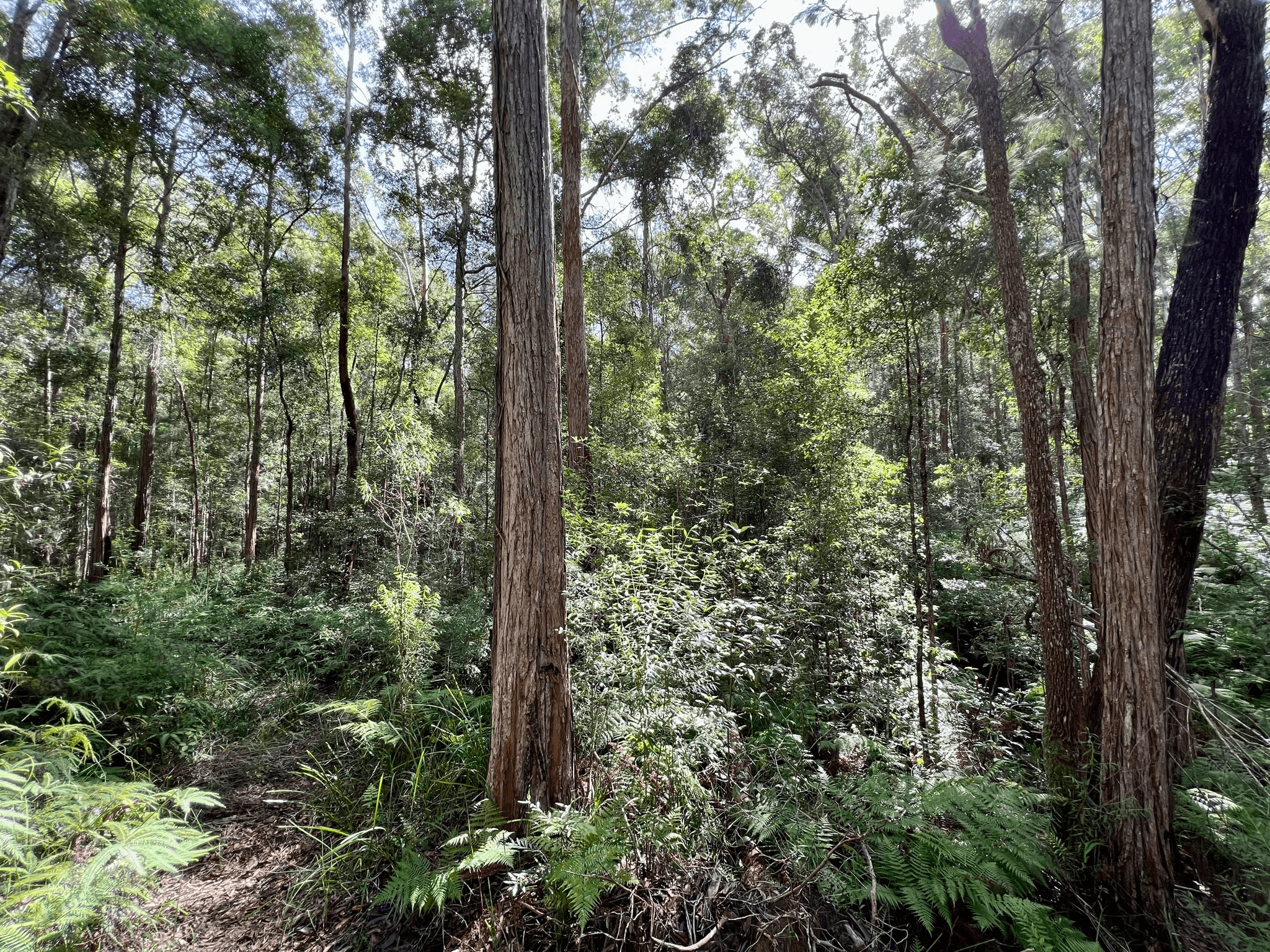 475 Verrierdale Rd, VERRIERDALE, QLD 4562