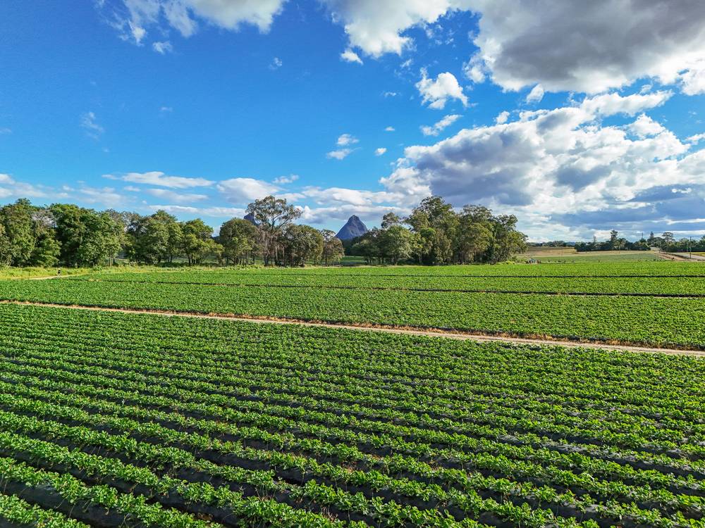 25 Pikes Road, GLASS HOUSE MOUNTAINS, QLD 4518