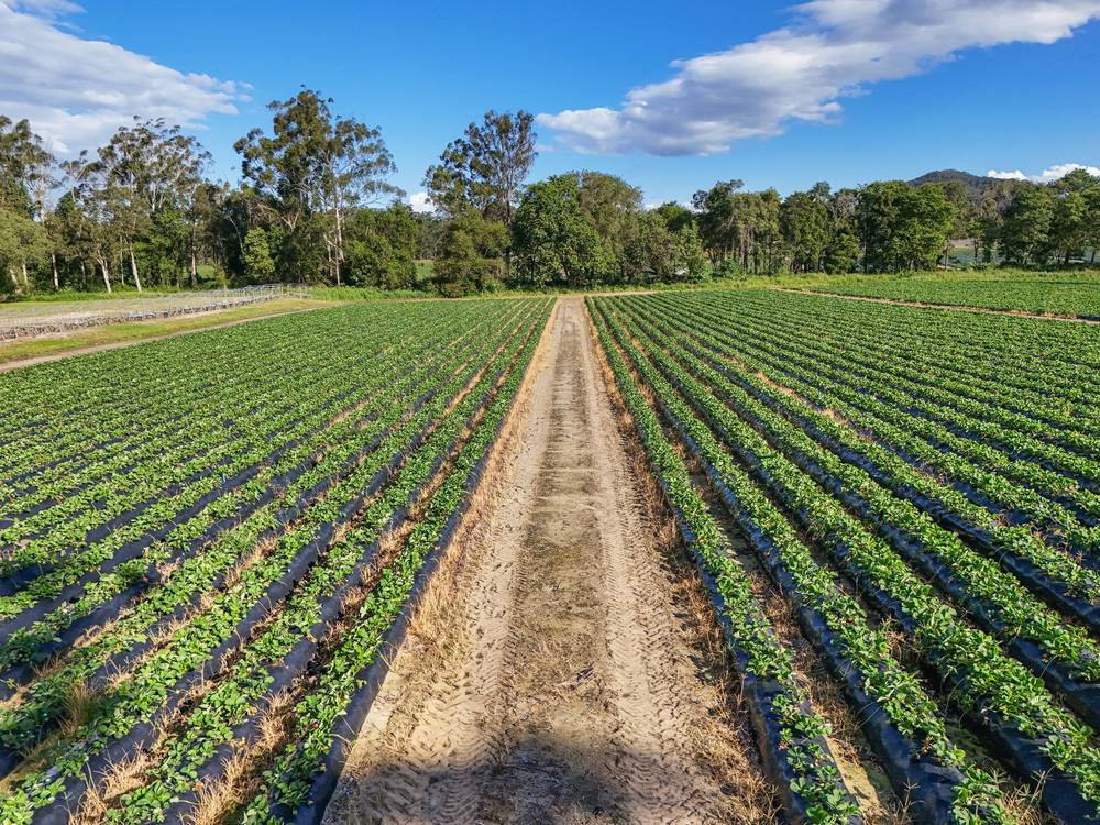 25 Pikes Road, GLASS HOUSE MOUNTAINS, QLD 4518
