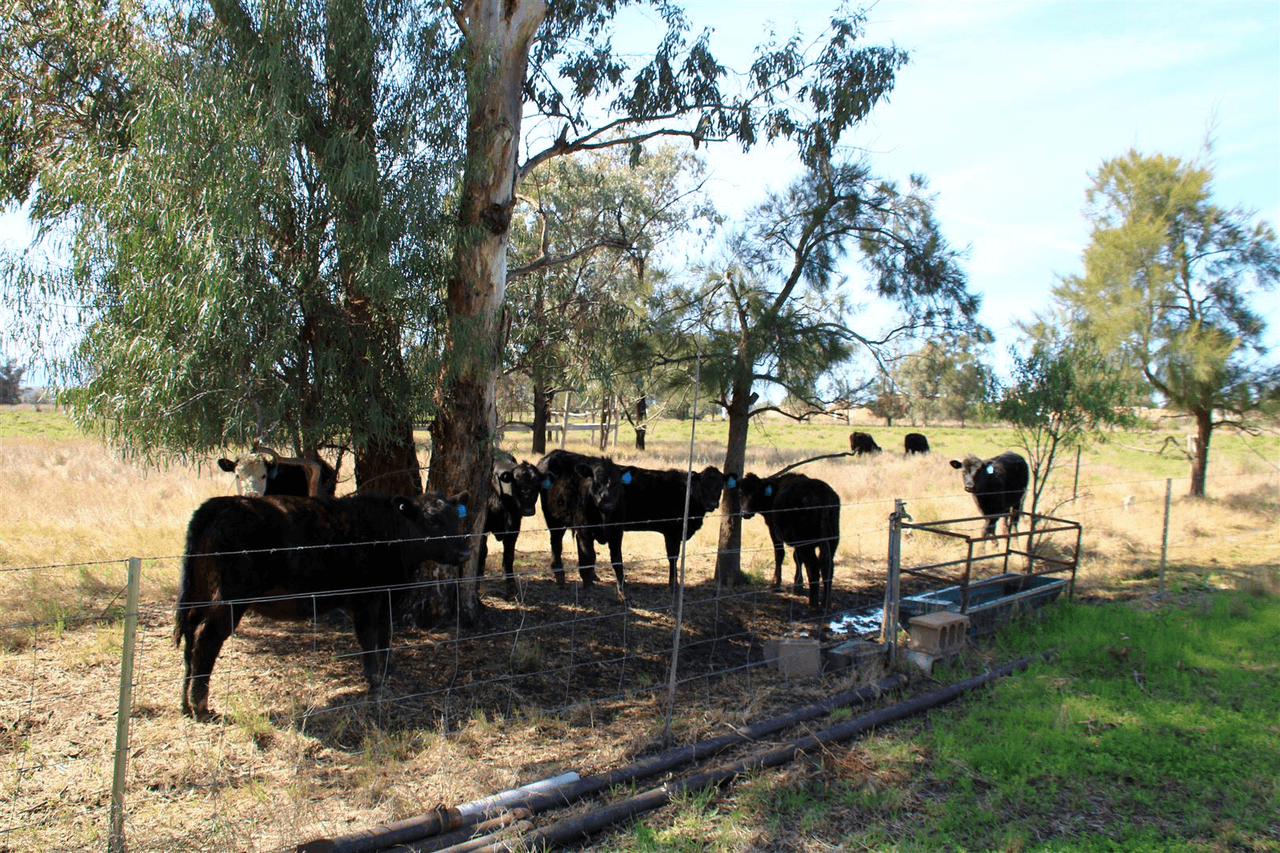 145 Old Gunnedah Road, NARRABRI, NSW 2390