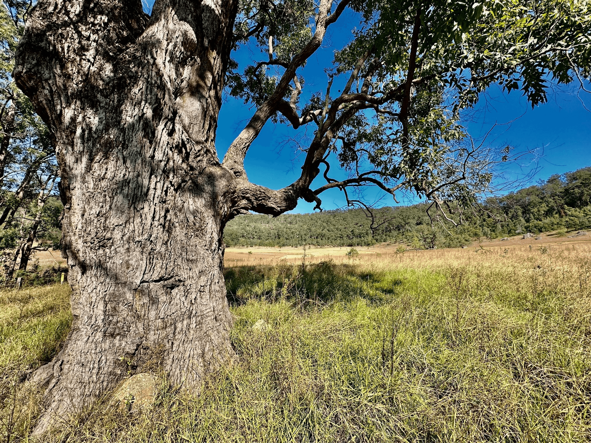 Lot 6 Paynes Crossing Rd, Paynes Crossing, NSW 2325