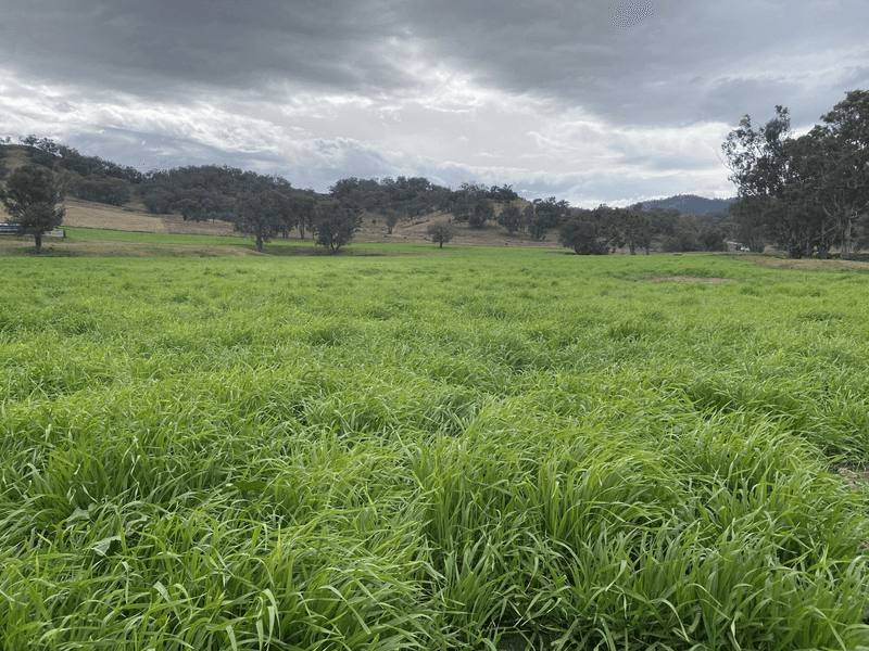 512 Ogunbil Road, DUNGOWAN, NSW 2340