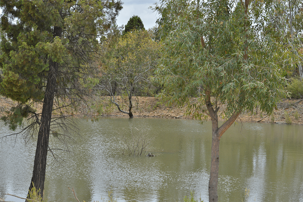 1005 QUAKER TOMMY Road, COONABARABRAN, NSW 2357