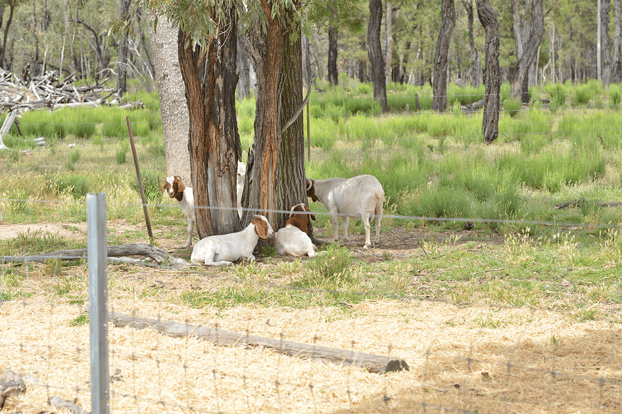 1005 QUAKER TOMMY Road, COONABARABRAN, NSW 2357