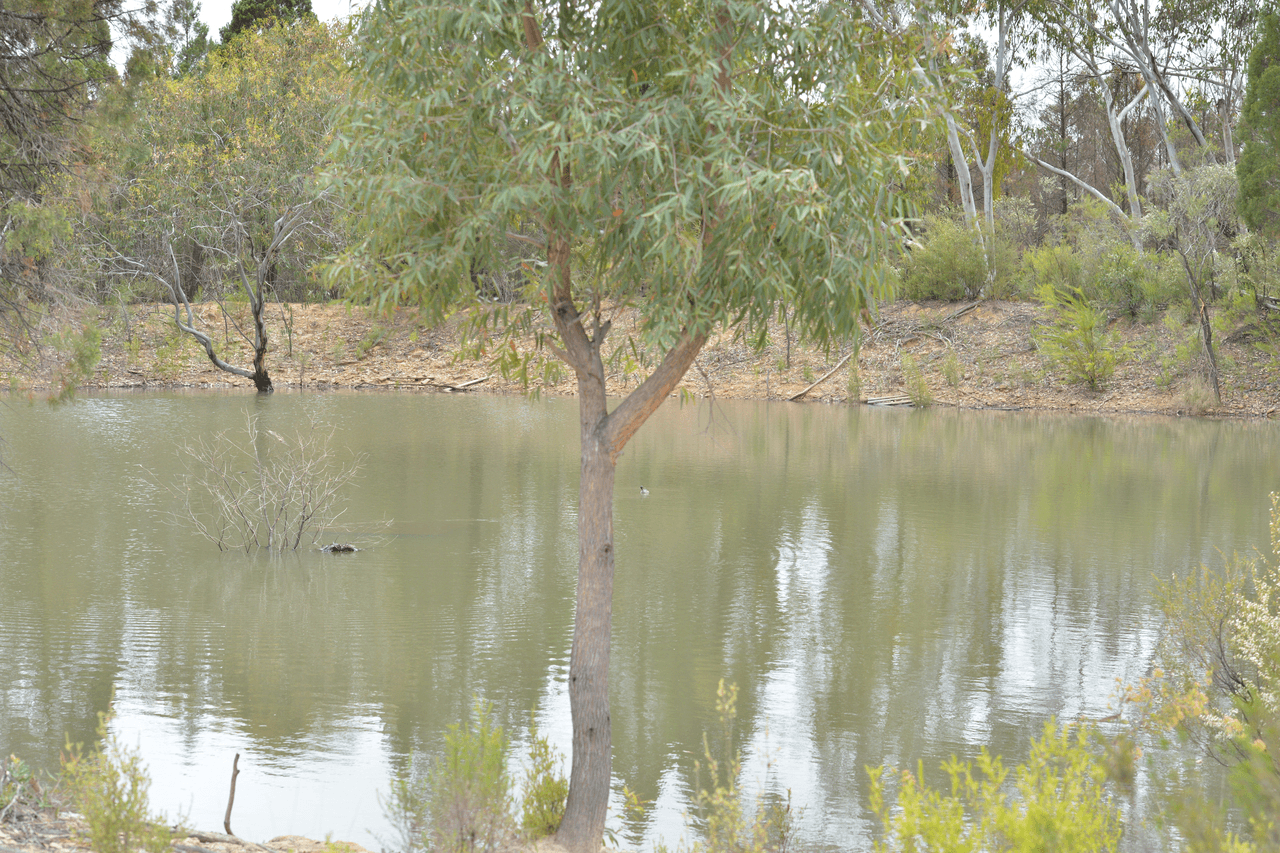 1005 QUAKER TOMMY Road, COONABARABRAN, NSW 2357