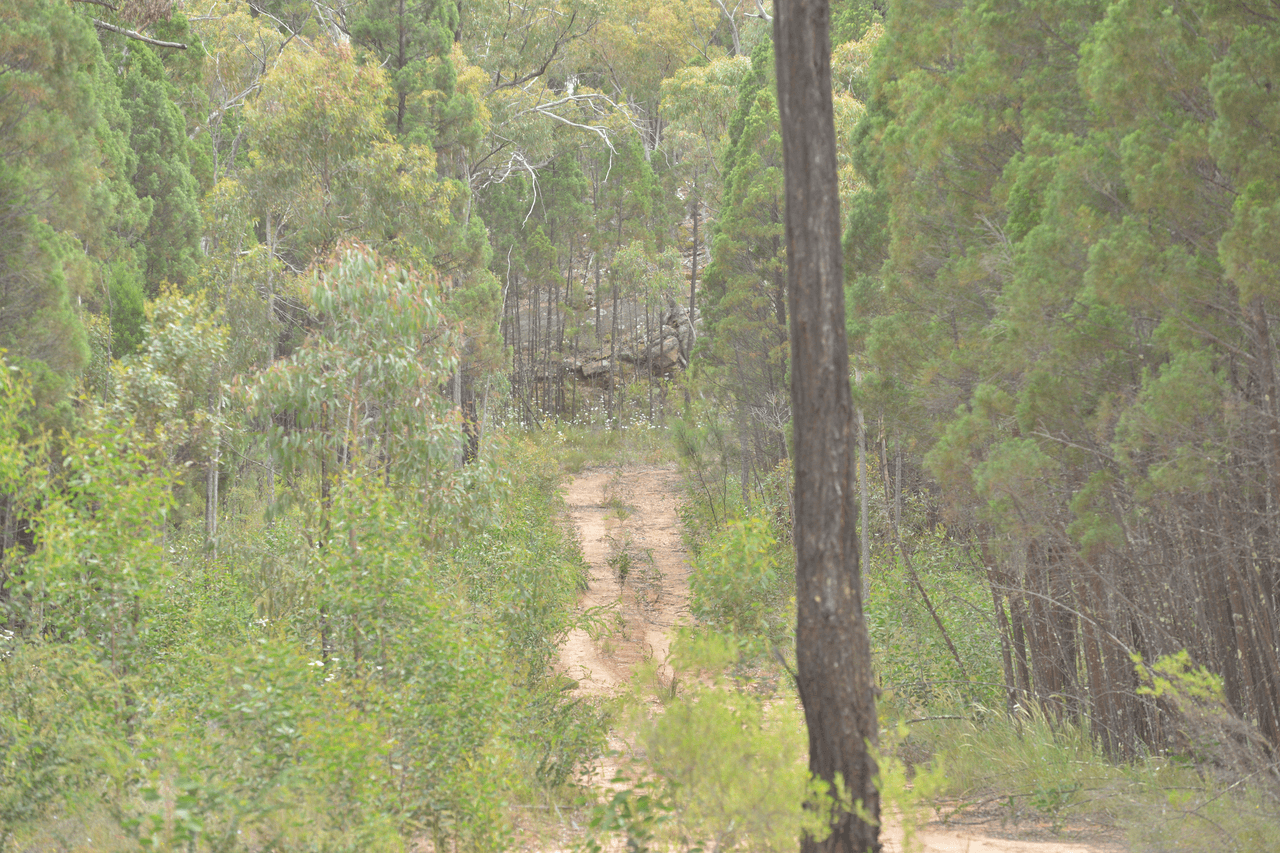 1005 QUAKER TOMMY Road, COONABARABRAN, NSW 2357